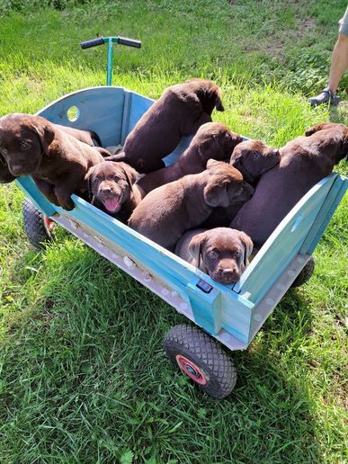 Beim Ausflug mit dem Bollerwagen