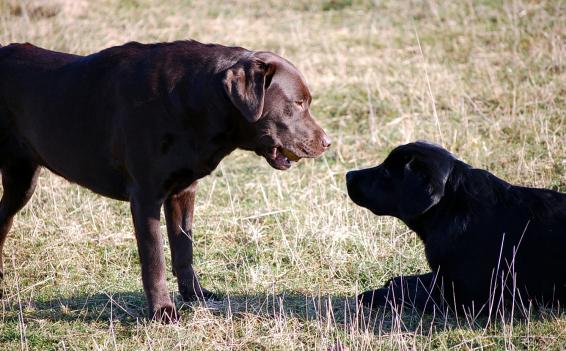 Hope und Nalia im Ballfieber