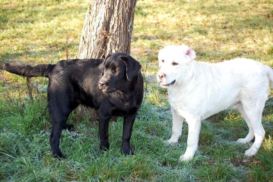 Nalia hat Besuch von ihrem Bruder Nanuk