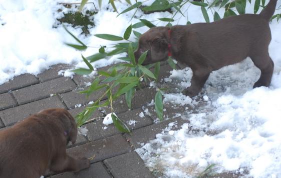 Nun fällt der erste Schnee