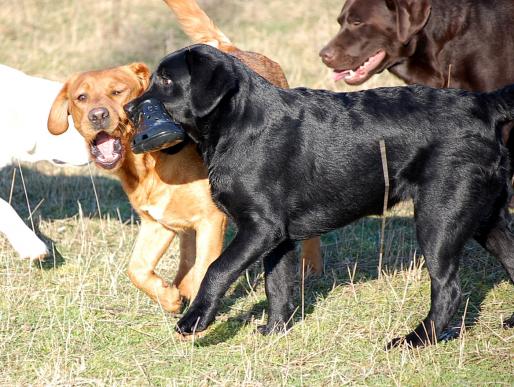 Ruby und Nalia