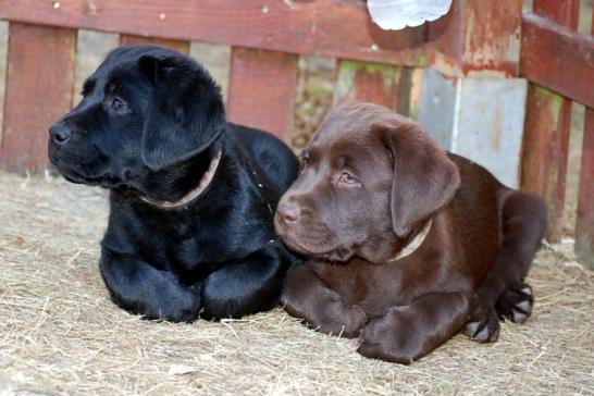 Learoy und Loki Lukas